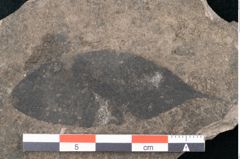 Foto (Detailansicht) von Apocynophyllum longepetiolatum Ettingshausen (NHMW-GEO-2024-0188-8010)